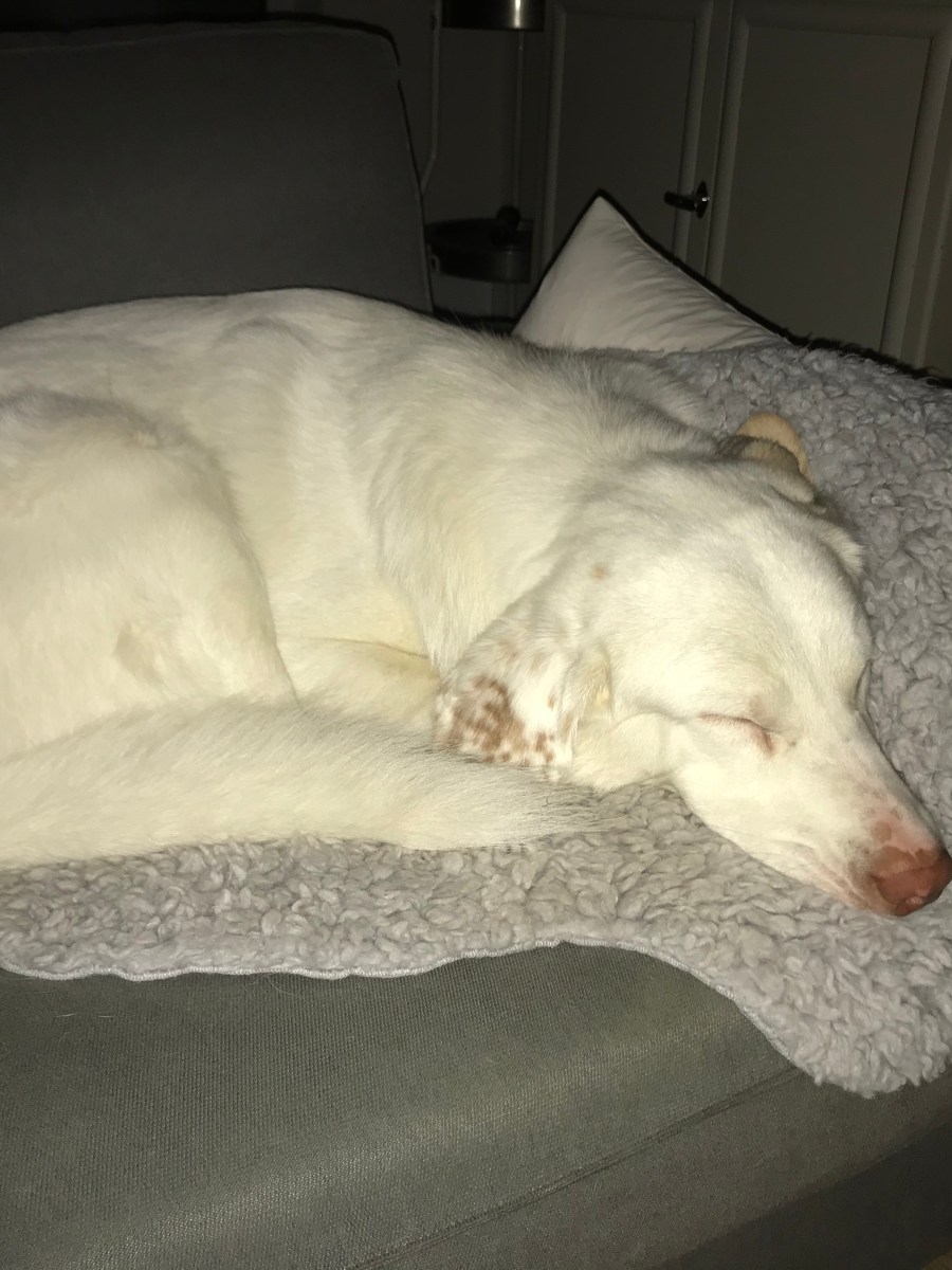 Haupsache schlafen …