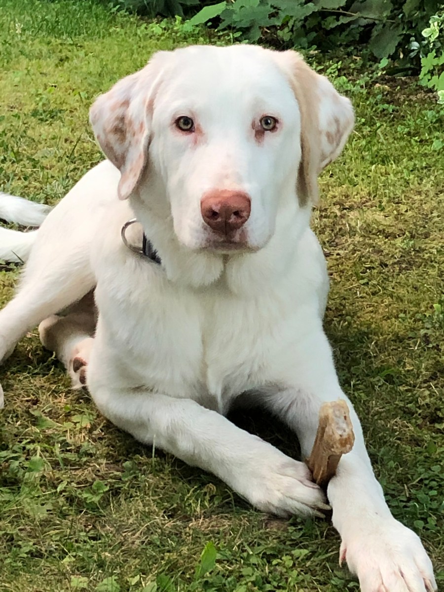 Kastrieren – ja oder nein? Und wenn ja – wann?